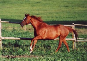 Obrazek
